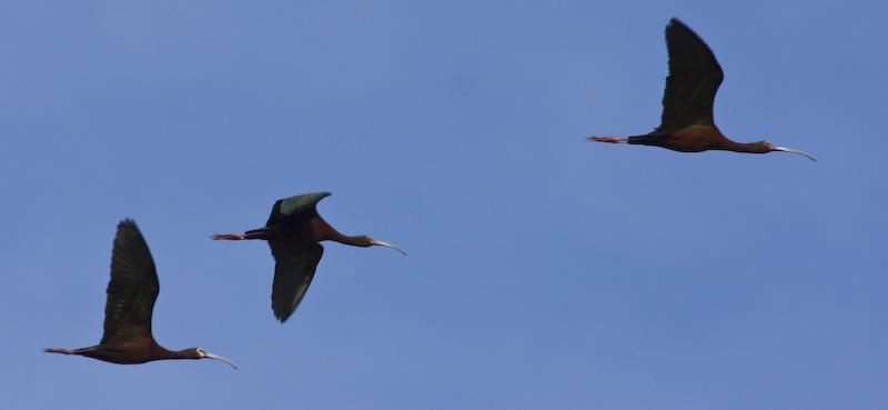 White-Faced Ibis In Flight